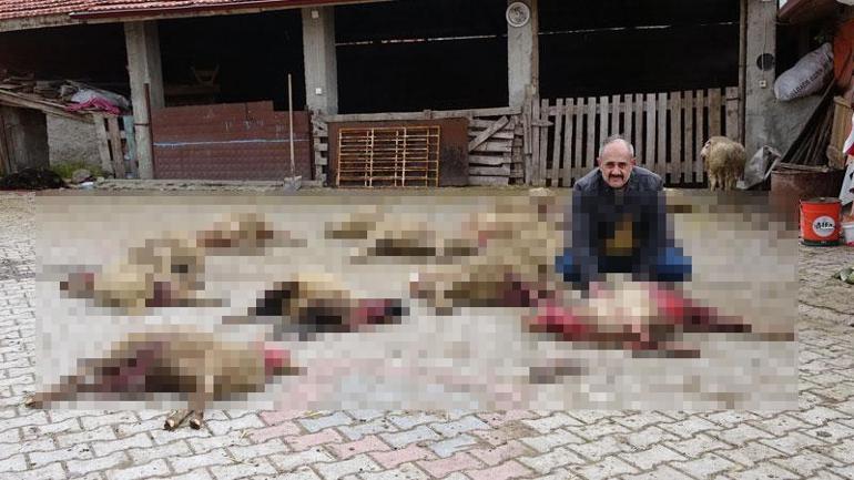 Kütahyada sokak köpekleri 22 koyunu öldürdü