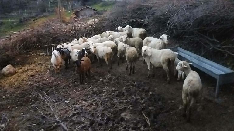 Ağıla girip koyunlara işkence yaptı; o anlar kamerada