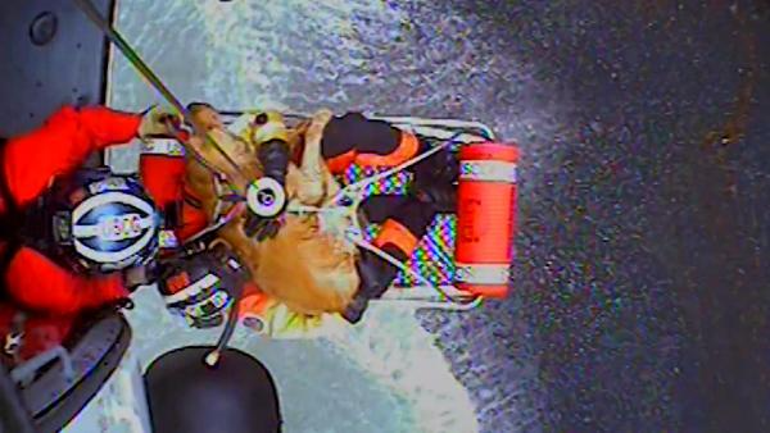 ABD Sahil Güvenlik ekipleri, uçurumda mahsur kalan köpeği kurtardı