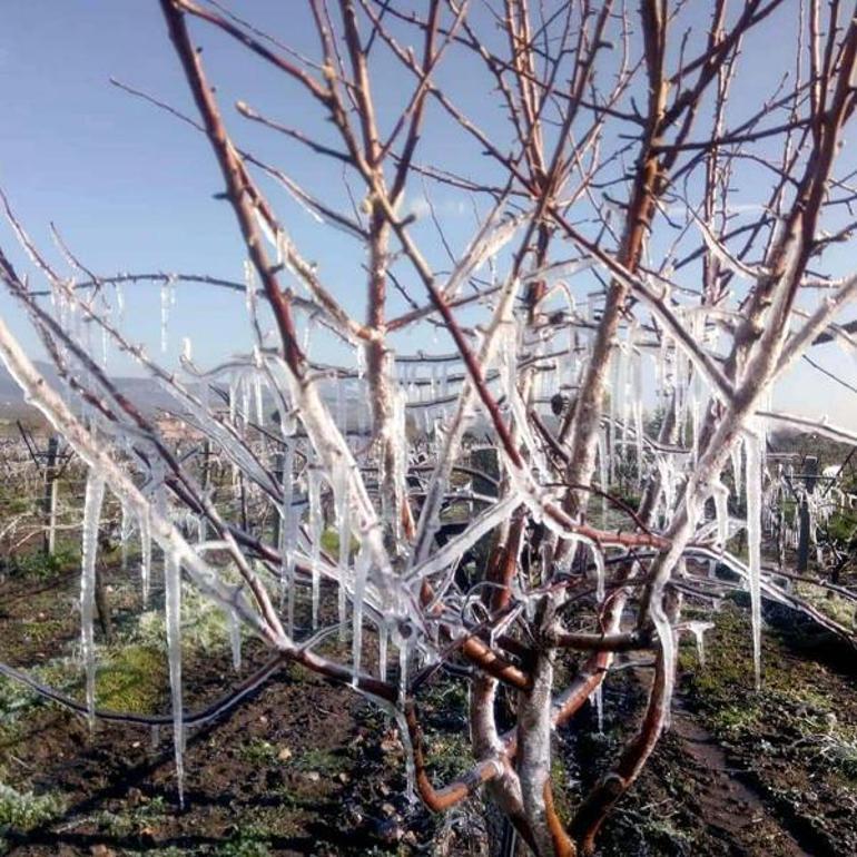 İzmir ve ilçeleri için zirai don uyarısı