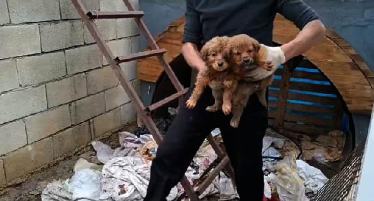 Gaziantepte, 15 yavru köpek ağzı bağlanan çuvallara koyulup terk edildi