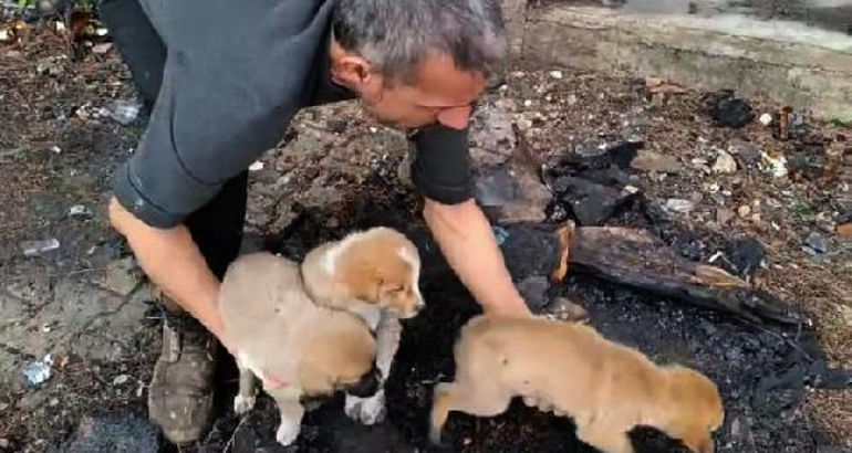 Gaziantepte, 15 yavru köpek ağzı bağlanan çuvallara koyulup terk edildi