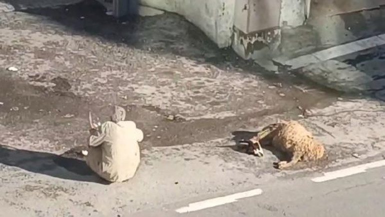 Ölen koyunuyla gelip, bıçak ve benzinle eylem yapan besici gözaltına alındı