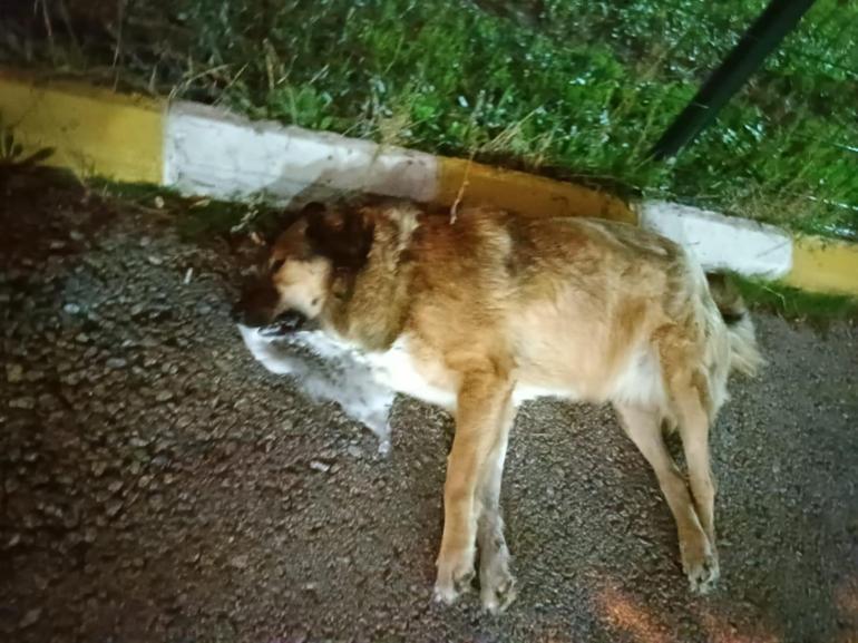 Çiğli’de 13 köpek zehirlendi; 11i öldü