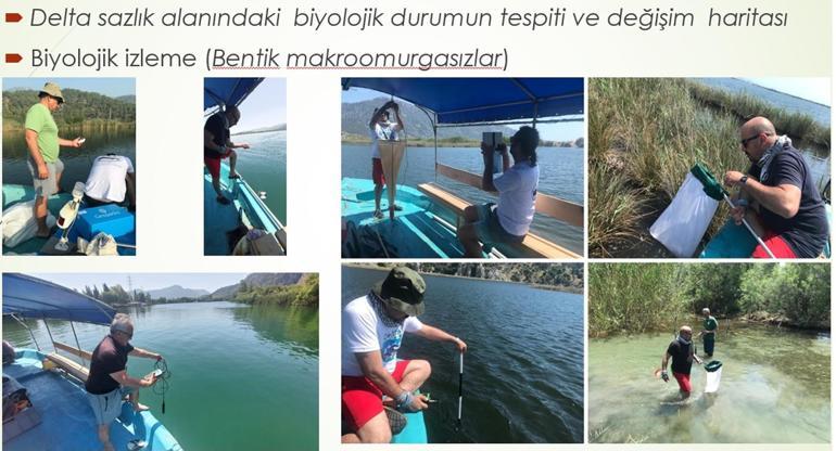 Deniz Kaplumbağaları Koruma ve İzleme Projesi raporunda sazlık kaybı uyarısı