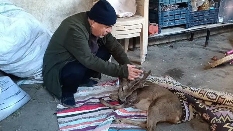 Köpeklerin saldırdığı karacayı köylüler kurtardı