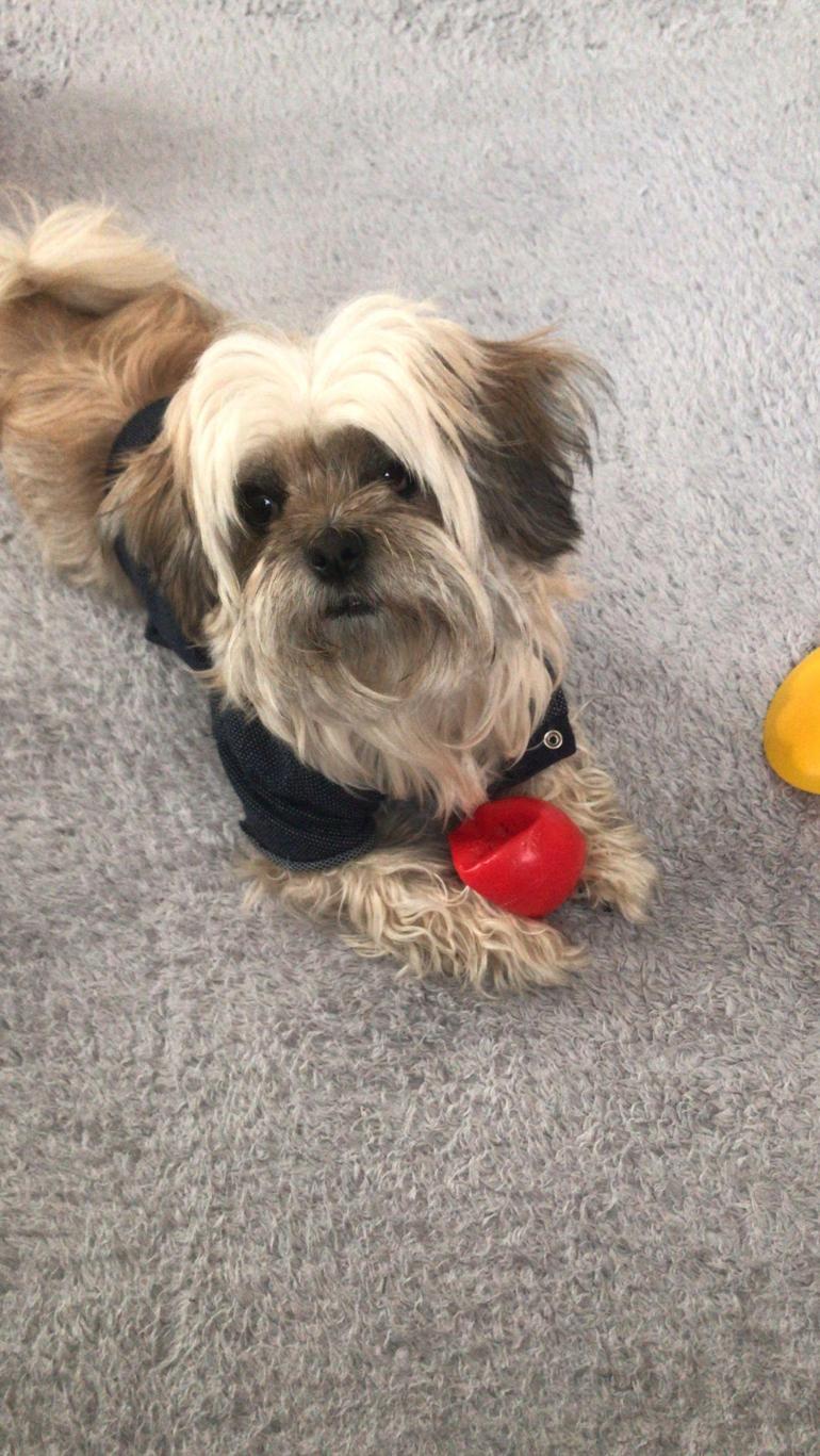 Köpeğini gezdirirken, tasmasız Rottweiler’ın saldırısına uğradı