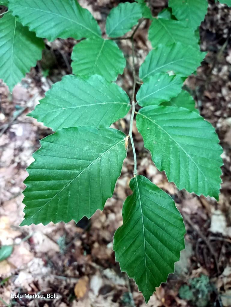 Türkiyenin 3üncü kayın ağacı türü, Boluda keşfedildi