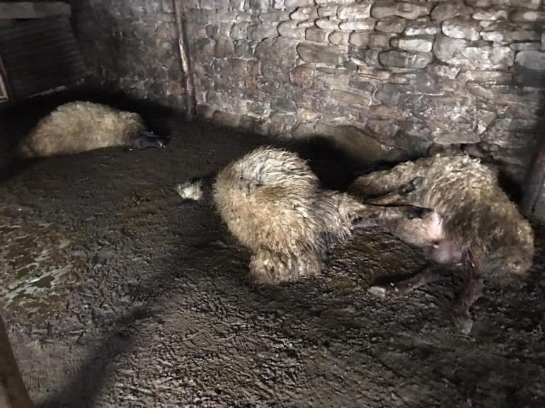 Ağıla hayvanları için kurduğu sobadan çıkan yangında 15 küçükbaş öldü