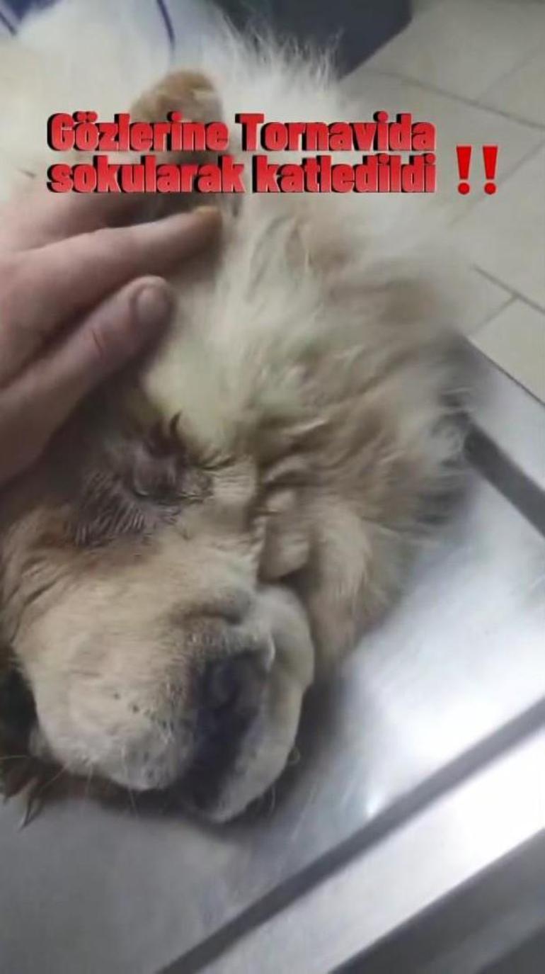 Sarıyerde tornavidayla köpeğe işkence iddiasına Emniyetten açıklama