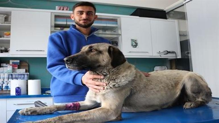 Zehirlenen sokak köpeği, tedaviye alındı