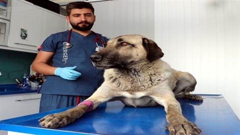 Zehirlenen sokak köpeği, tedaviye alındı