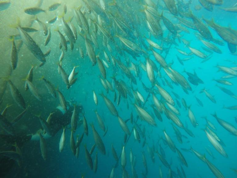 Prof. Dr. Yaşar: Yağış azaldıkça, balık miktarı düşer