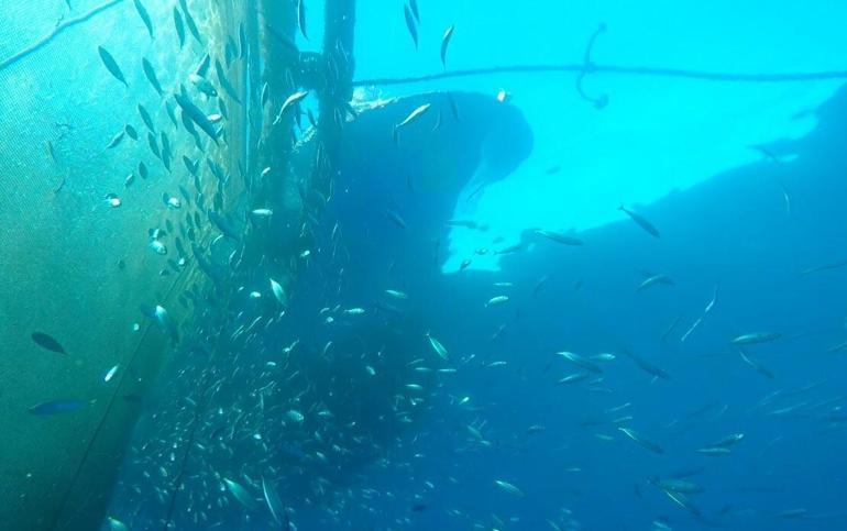 Prof. Dr. Yaşar: Yağış azaldıkça, balık miktarı düşer