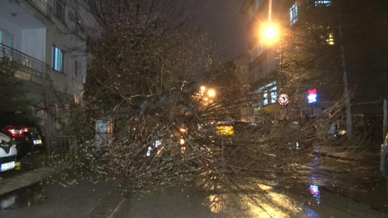 Çankayada şiddetli rüzgarın devirdiği ağaç yolu kapattı