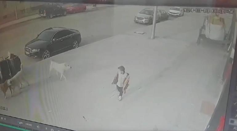 Sokak köpeklerinin ilkokul öğrencisine saldırdığı anlar kamerada