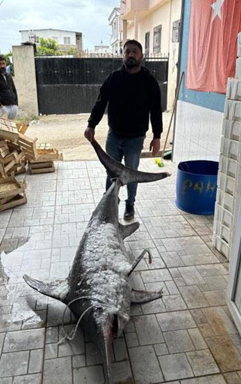 Avladığı 3 metre boyundaki 150 kiloluk kılıç balığını 30 bin TLye sattı