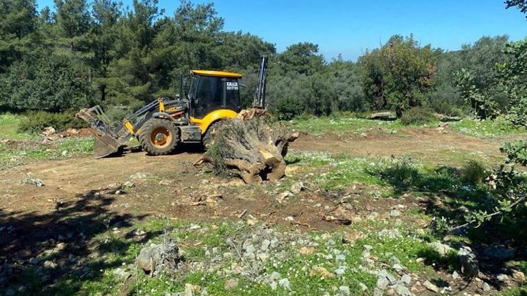 Bodrumda kesilen 30 zeytin ağacı için 30 bin lira ceza