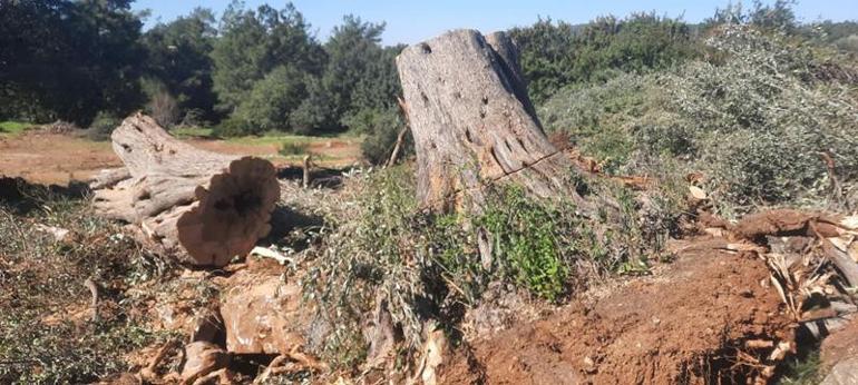 Bodrumda kesilen 30 zeytin ağacı için 30 bin lira ceza