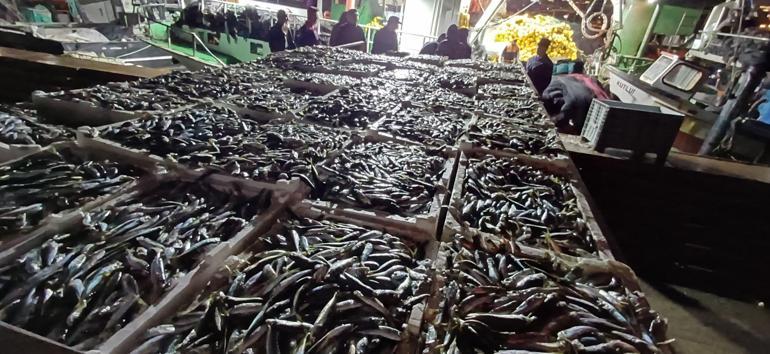İstanbulda kaçak avlanan 8 ton istavrit balığına el konuldu