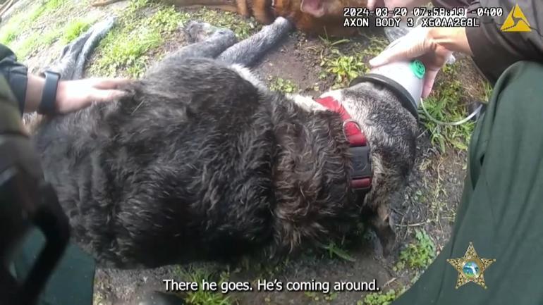 ABD’de yanan evden kurtarılan iki köpek, ilk yardımla hayata döndü