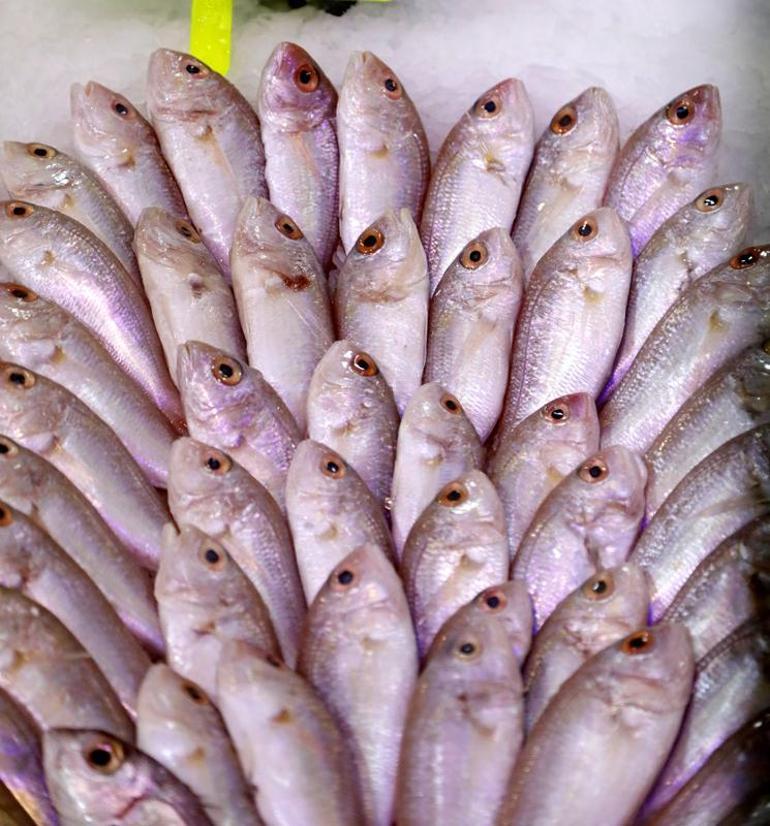 İstilacı balıklar, Akdenizin yerli türü haline geldi