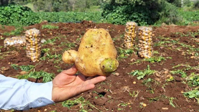 Türkiye’nin en erkenci patatesinde hasat başladı