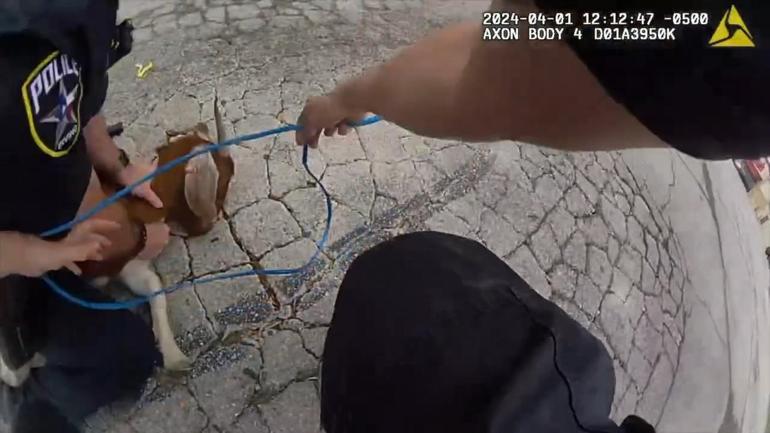 ABD’de polis, kaçan keçiyi ‘patates kızartması’ ile yakalamaya çalıştı