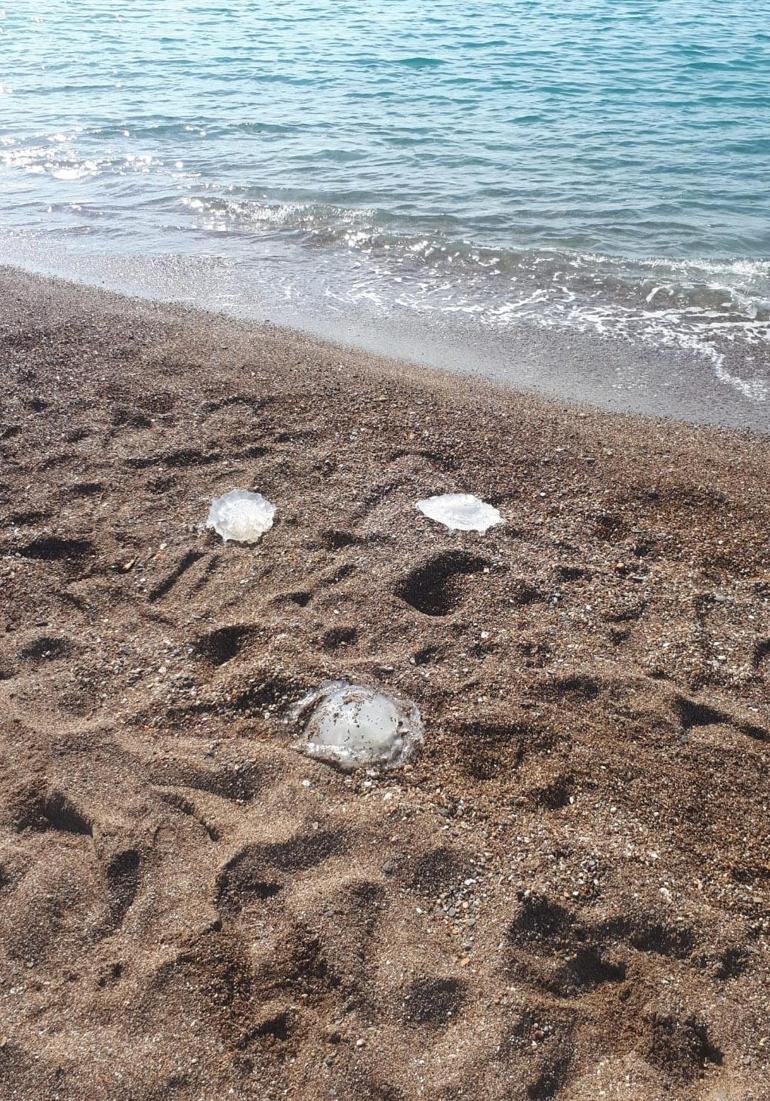Antalyada yüzlerce denizanası kıyıya vurdu