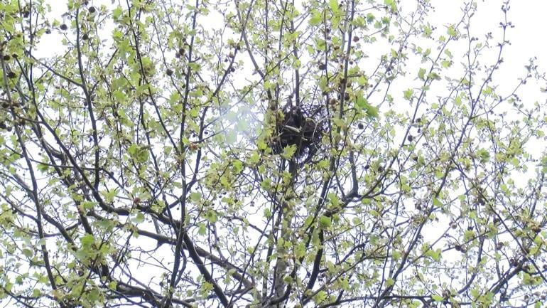 Başakşehirde kaza sonrası ağaçtan düşen yavru kargalara itfaiyeden yardım eli