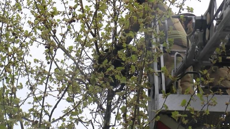 Başakşehirde kaza sonrası ağaçtan düşen yavru kargalara itfaiyeden yardım eli