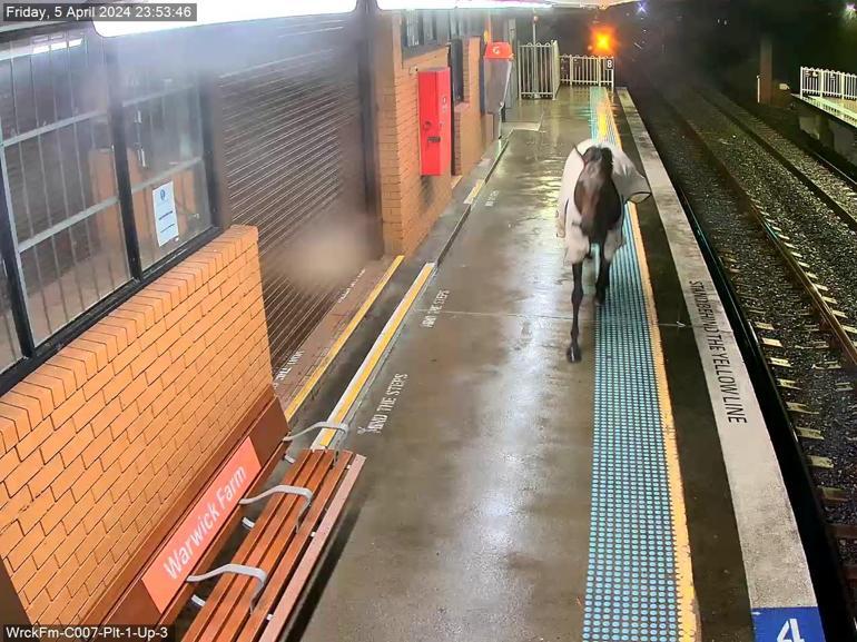 Avustralya’da kaçan yarış atı, tren istasyonuna daldı