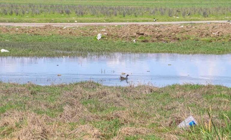 Piknikçi atıkları Dicle Nehri çevresini çöplüğe çevirdi; su kuşları kirlilikten çok etkileniyor