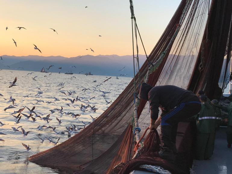 Trabzon’da sezonda yasal boy sınırı altında avlanan 20 ton hamsiye el konuldu