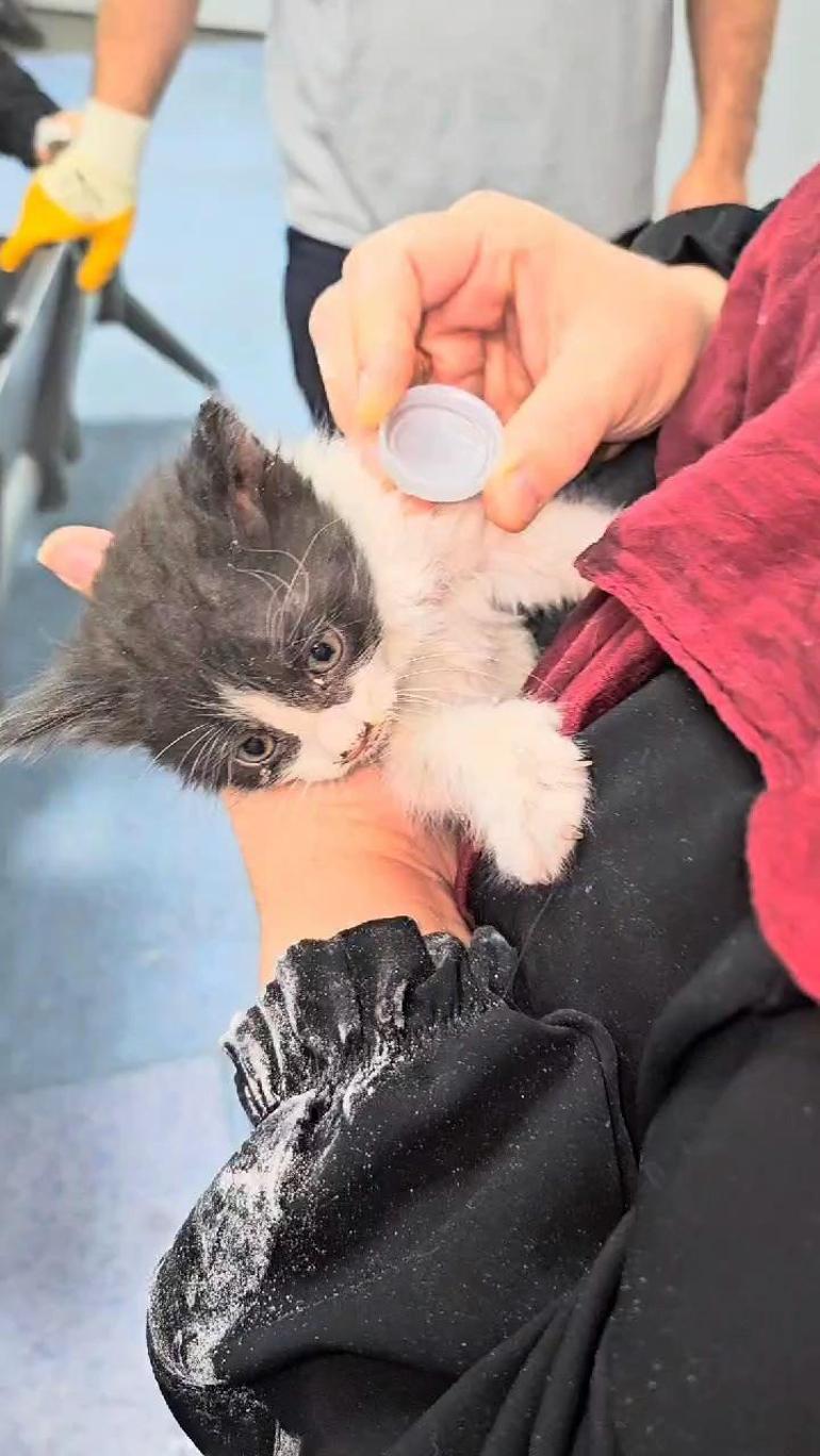 Bahçelievlerde hastanenin havalandırma boşluğuna düşen yavru kedi kurtarıldı