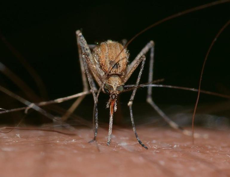 Sıcak geçen kışla birlikte sivrisinek tehlikesi
