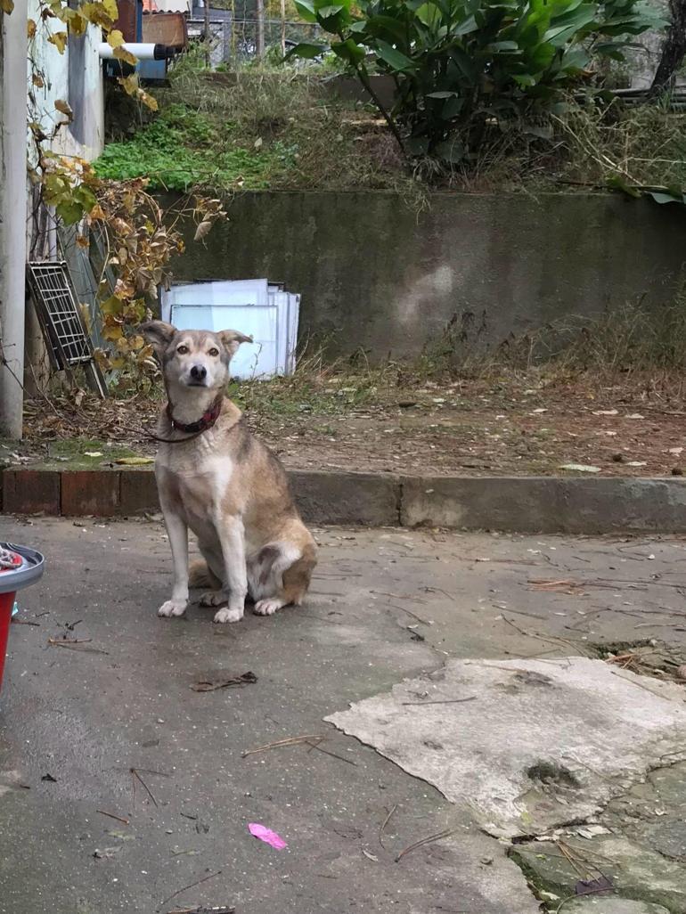 Sarıyer’de otomobil sürücüsünün köpeği ezip kaçtığı anlar kamerada