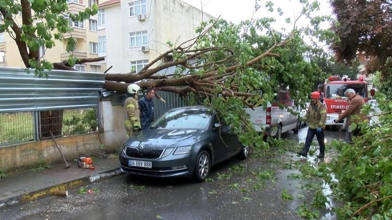 Maltepe’de ağaç park halindeki araçların üzerine devrildi
