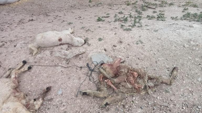 Kırşehirde mandırıya giren kurtlar, 40 koyunu öldürdü