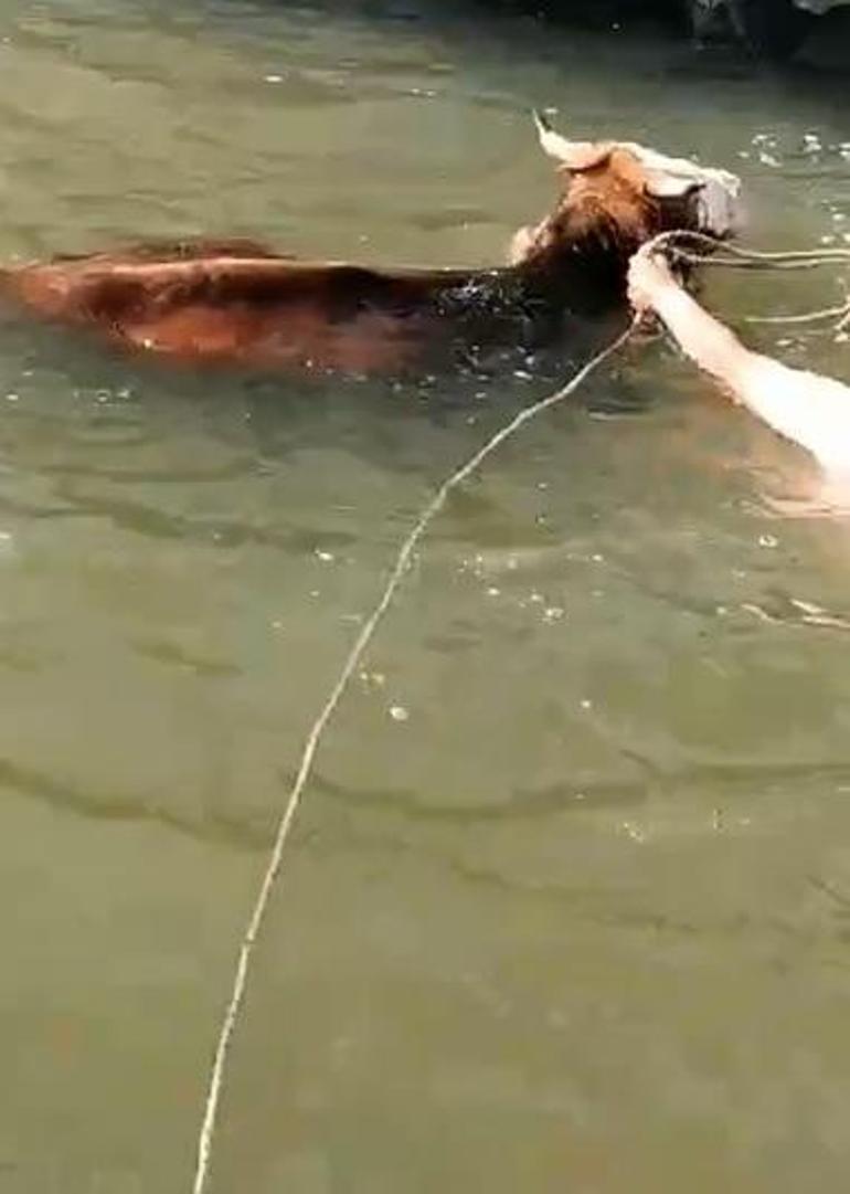 Kanala düşen ineği, suya atlayıp kurtardı