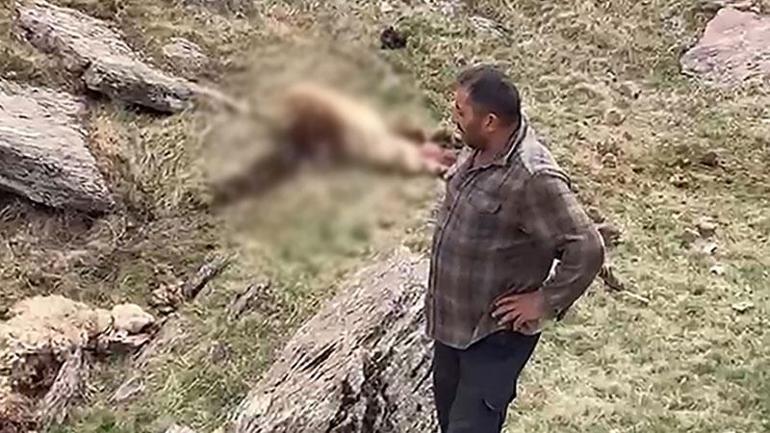 Kurtlar sürüye saldırıp 70 koyunu öldürdü