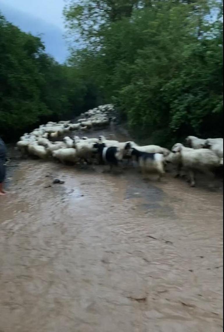 Amasya’da sağanak; yollar kapandı, hayvanlar mahsur kaldı