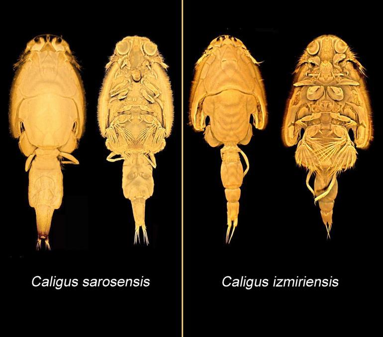 İzmir ve Saros körfezlerinde kafes balıkçılığına tehdit 2 yeni parazit keşfedildi