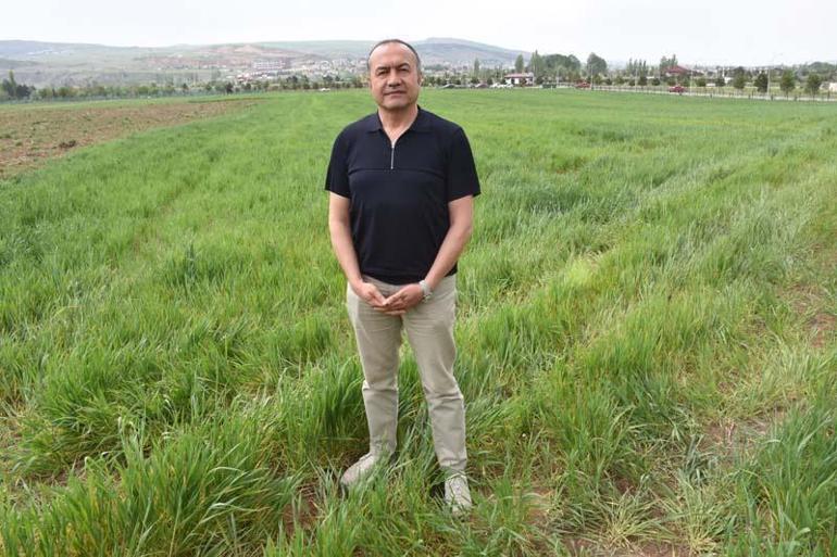 Yağış olmamasına rağmen tarlalarda görülen ‘sarı pas’ hastalığı için ilaçlama önerisi