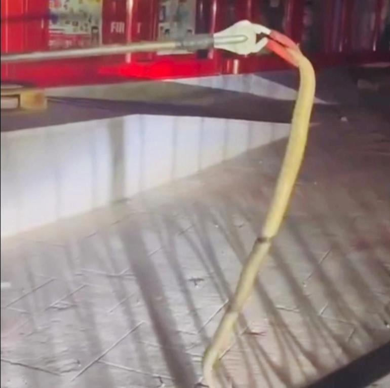 Marketin önündeki yılanı itfaiyeciler yakaladı