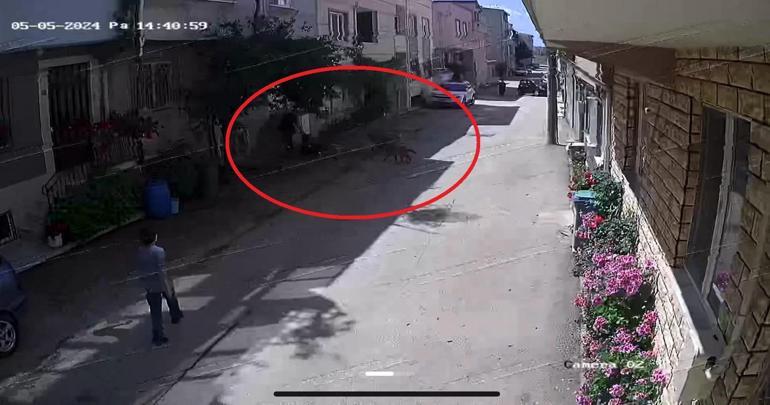 Sokak köpeklerinin saldırdığı 3 çocuktan 2si yaralandı; olay anı kamerada