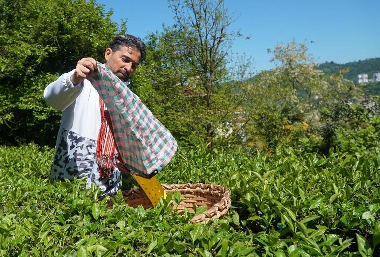 Çaykur Rizespor Teknik Direktörü İlhan Palut çay hasadında