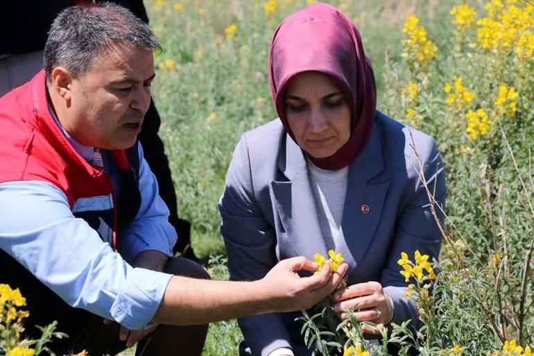 Eber sarısının özelliği genetik transferle diğer baklagillere aktarılacak