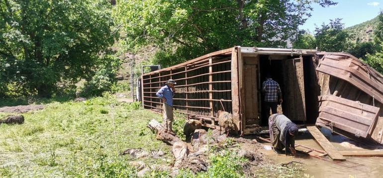 Hakkari-Çukurca kara yolunda devrilen TIRdaki onlarca koyun öldü