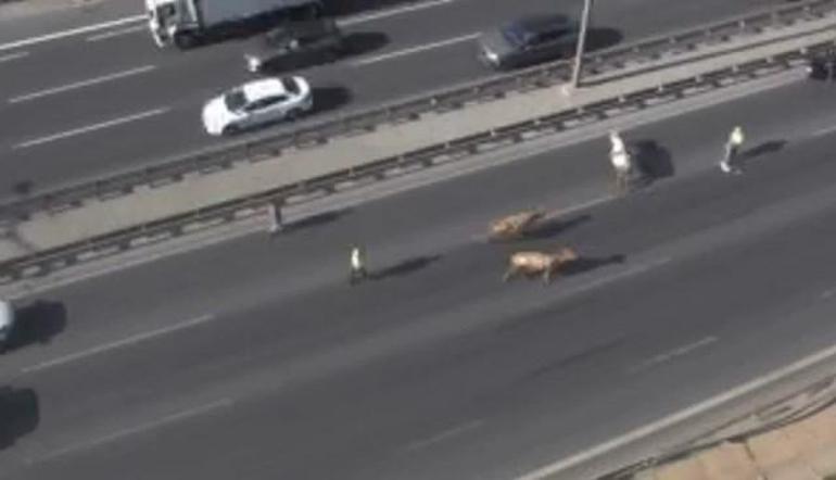 Avcılarda TEM Otoyoluna giren inekler trafiği altüst etti